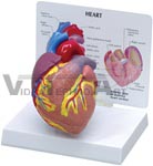 Cutaway Heart Model